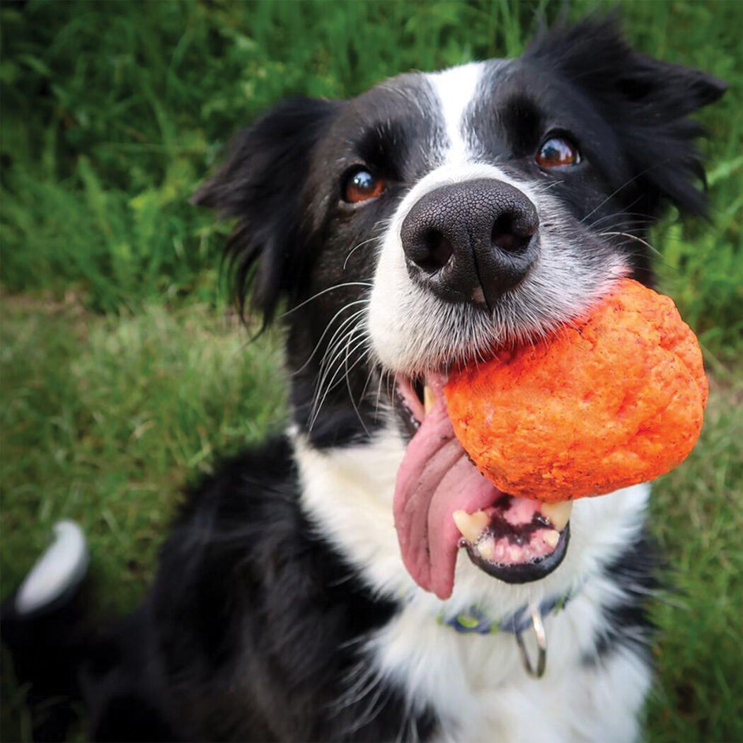 WACKYwalk’r — a border collie with a WUNDERball