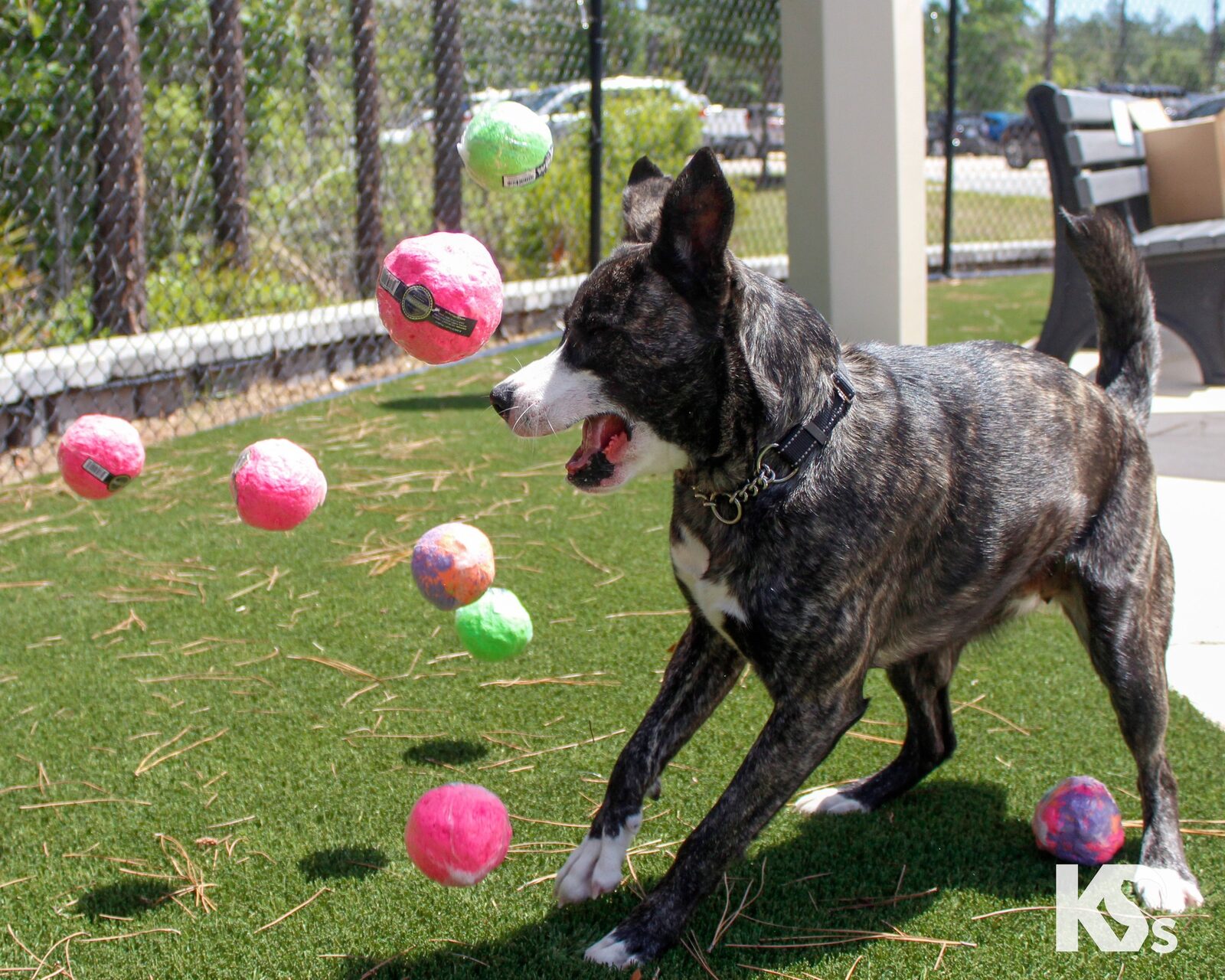 A dog mid-play among colorful WUNDERball fetch toys