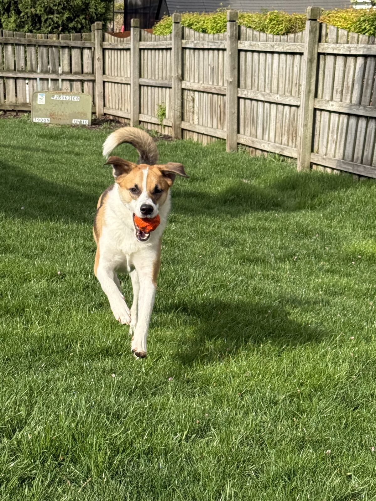 A dog running with an orange WUNDERball in its mouth