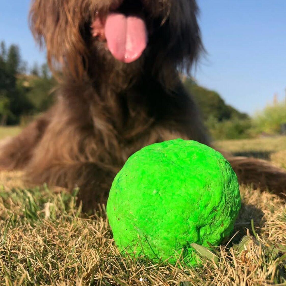 A dog behind a bright green WUNDERball in the grass