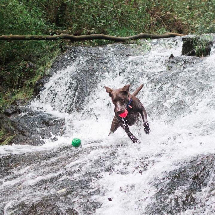 A dog charging through a waterfall after a WUNDERball